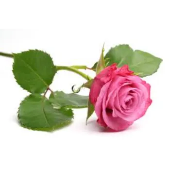 Beautiful Pink Rose